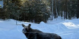 Сбитого под Новосибирском лося вместо помощи решили усыпить