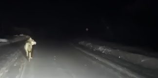 Минприроды попросили разобраться с волками в Новосибирской области