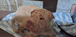 «Собак и кошек привязывают к деревьям»: зоозащитники добиваются проверки