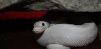 Королевского питона поймали спасатели в квартире новосибирцев