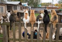 Новосибирск и безнадзорные животные: «Потратить миллиард на собак губернатор не готов»