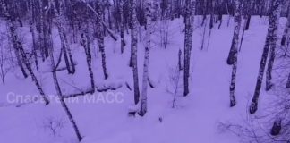 Мужчину вытащили из оврага в новосибирском лесу