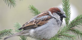 Сегодня в Новосибирске стартует Всероссийская перепись воробьев