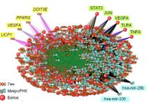 Гены востребованной в Сибири морозоустойчивости выявили новосибирские ученые