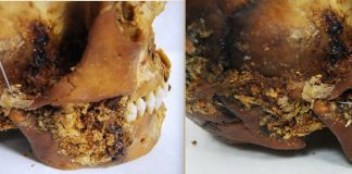 Новосибирские ученые нашли признаки древней челюстно-лицевой хирургии у 2500-летней женщины