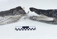 Крокодильи головы обнаружили в чемодане пассажира новосибирского аэропорта