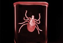 «Клещ. Поймать с поличным». Выставка-детектив в Музее природы