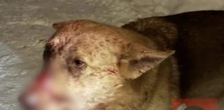 Обстрелянный живодером бездомный пёс в Новосибирской области может обрести семью