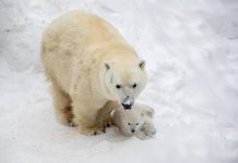 Ветеринары узнали пол родившегося в Новосибирском зоопарке белого медвежонка