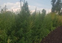 За сбор конопли жителя Новосибирской области отправили в колонию особого режима