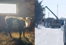 Лишенные скота новосибирские хозяйства через суд оспаривают действия властей